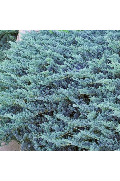 Ялівець Блю Чіп луската щільна сизо-блакитна хвоя